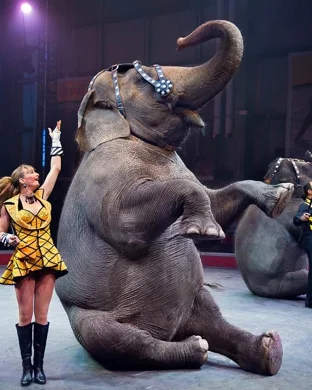 Cirque Eloize