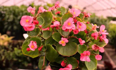 Begonia
